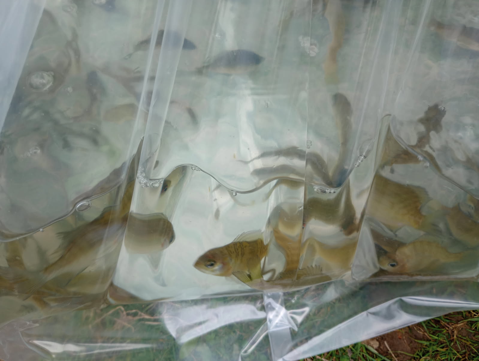 2025 Lippman Park Fish Stocking gallery image 3